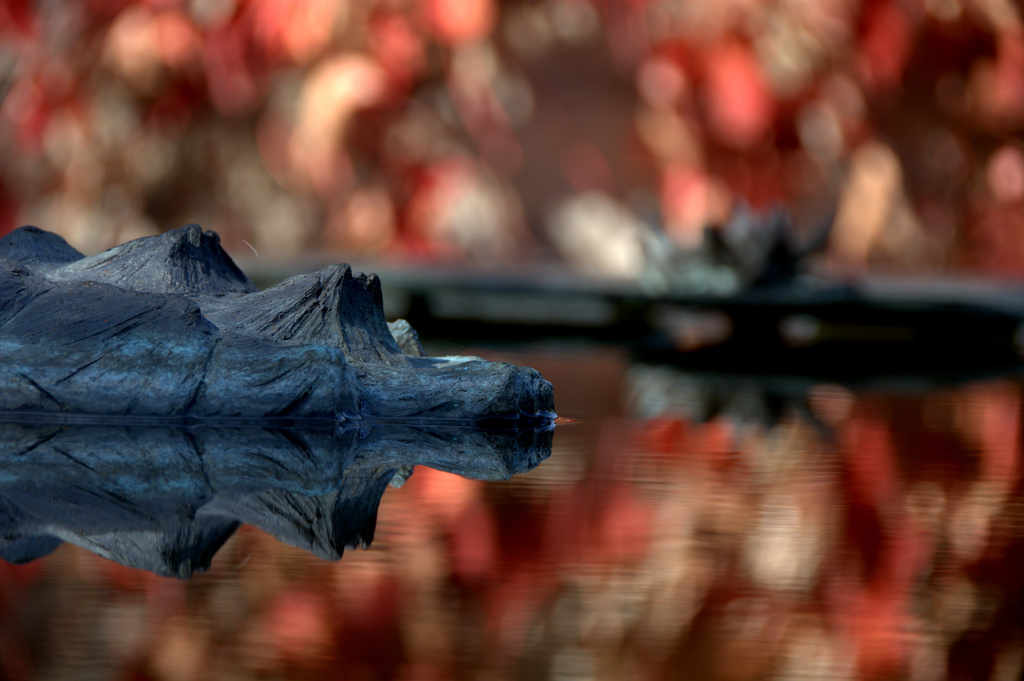 autumn reflection by vankrey