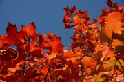 11th Oct 2013 - autumnal blast