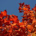 autumnal blast by vankrey