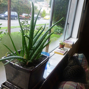 12th Oct 2013 - Aloe and Cat