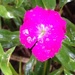 raindrops on pink by wiesnerbeth