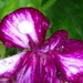raindrops on geranium by wiesnerbeth