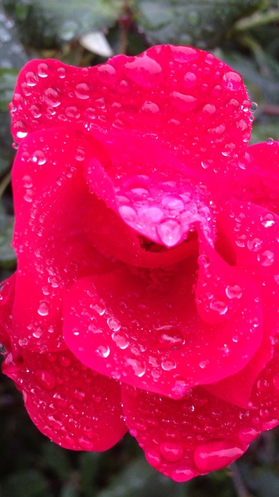 raindrops on roses by wiesnerbeth