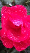 12th Oct 2013 - raindrops on roses