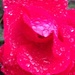 raindrops on roses by wiesnerbeth
