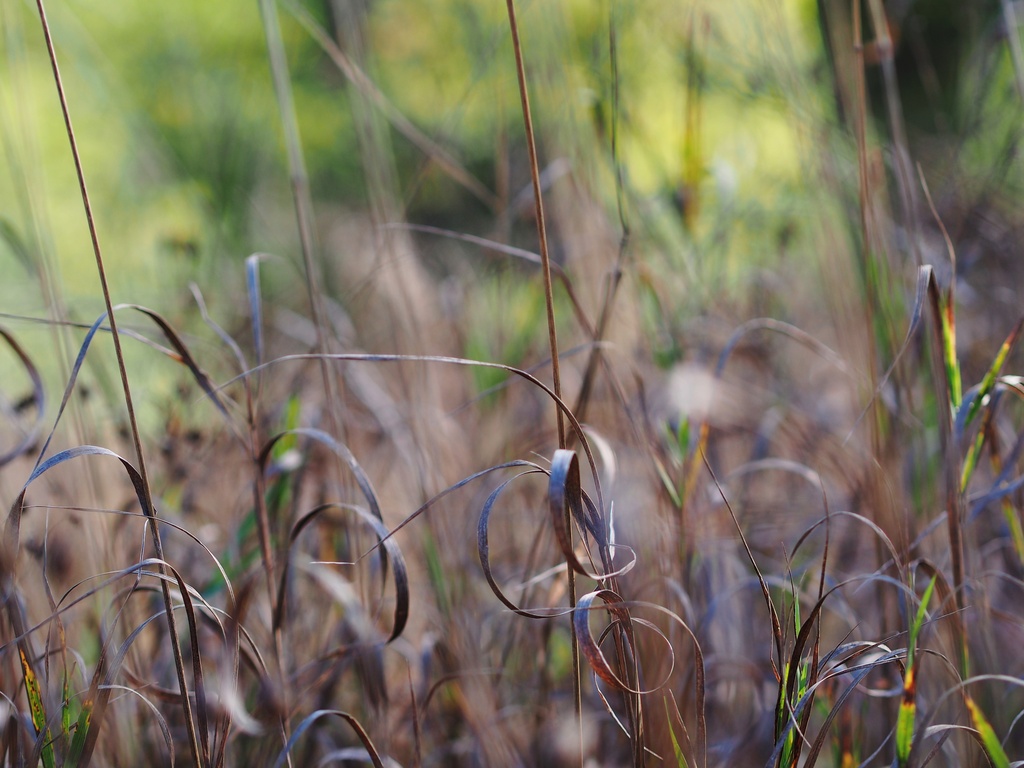 Prairie Restoration Project by tosee