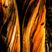 Bristle Cone Pine  by jgpittenger