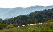 12th Oct 2013 - Sheep Grazing