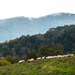 Sheep Grazing by kathyladley