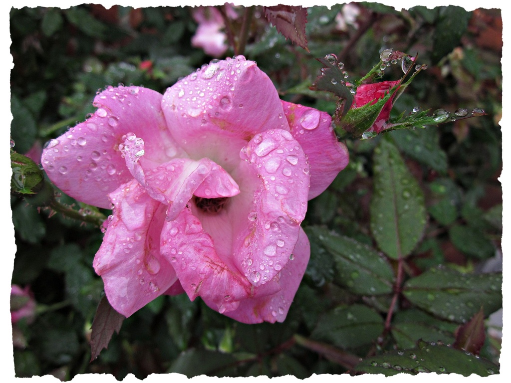 Rain on the Roses by allie912