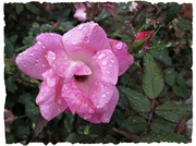 13th Oct 2013 - Rain on the Roses