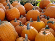 12th Oct 2013 - Pumpkins Everywhere