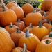 Pumpkins Everywhere by linnypinny
