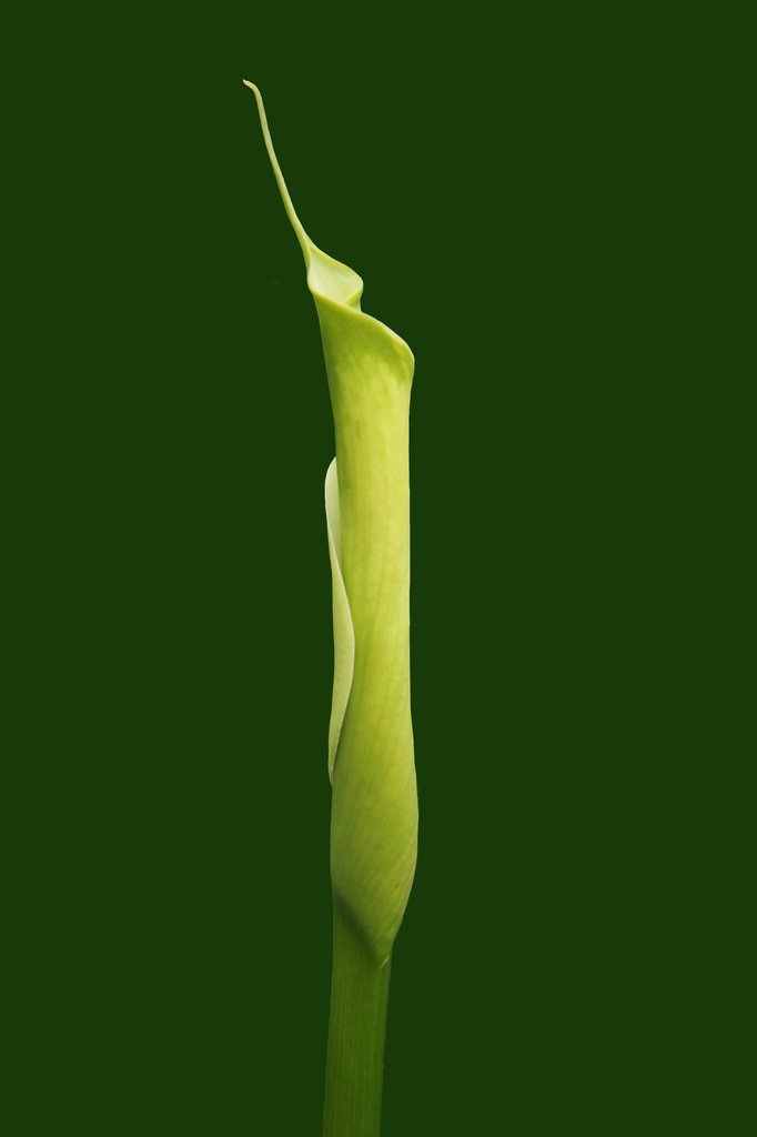 Green Lily by rustymonkey