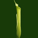 Green Lily by rustymonkey