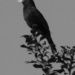 Blackbird singing by lellie