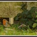 At last a robin in the garden by rosiekind
