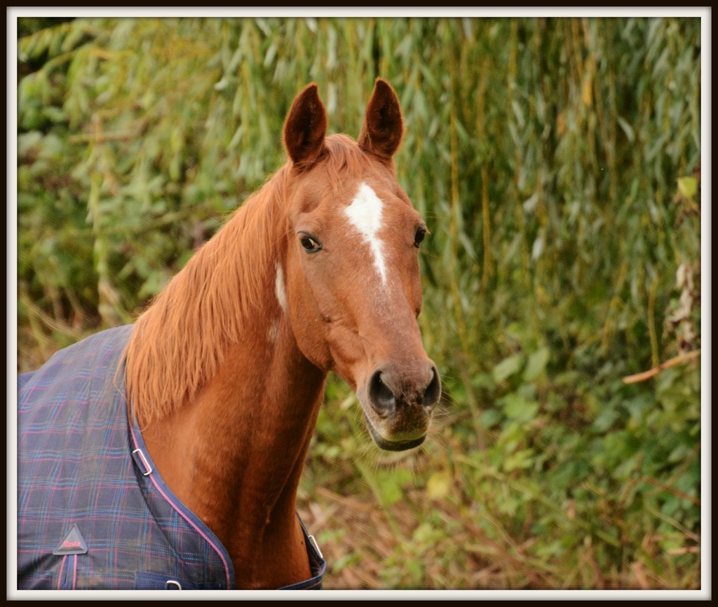 The chestnut mare by rosiekind