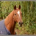 The chestnut mare by rosiekind