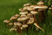 12th Oct 2013 - Fairy village aka rainy mushrooms