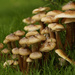 Fairy village aka rainy mushrooms by nicolaeastwood