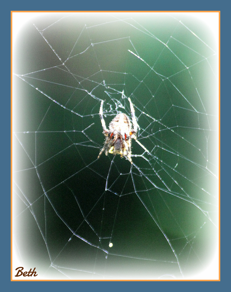 Spider by vernabeth