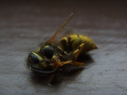7th Sep 2010 - Wasp