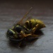 Wasp by berend