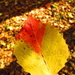 Autumn leaf by bruni
