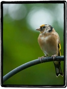 13th Oct 2013 - 13th October 2013 - Goldfinch