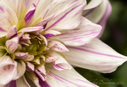 13th Oct 2013 - Dahlia (again, with more feeling!)