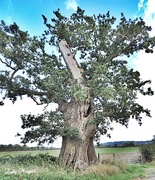 13th Oct 2013 - The Topless Old Oak.