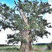 The Topless Old Oak. by ladymagpie