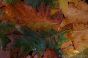 13th Oct 2013 - Colours of Autumn
