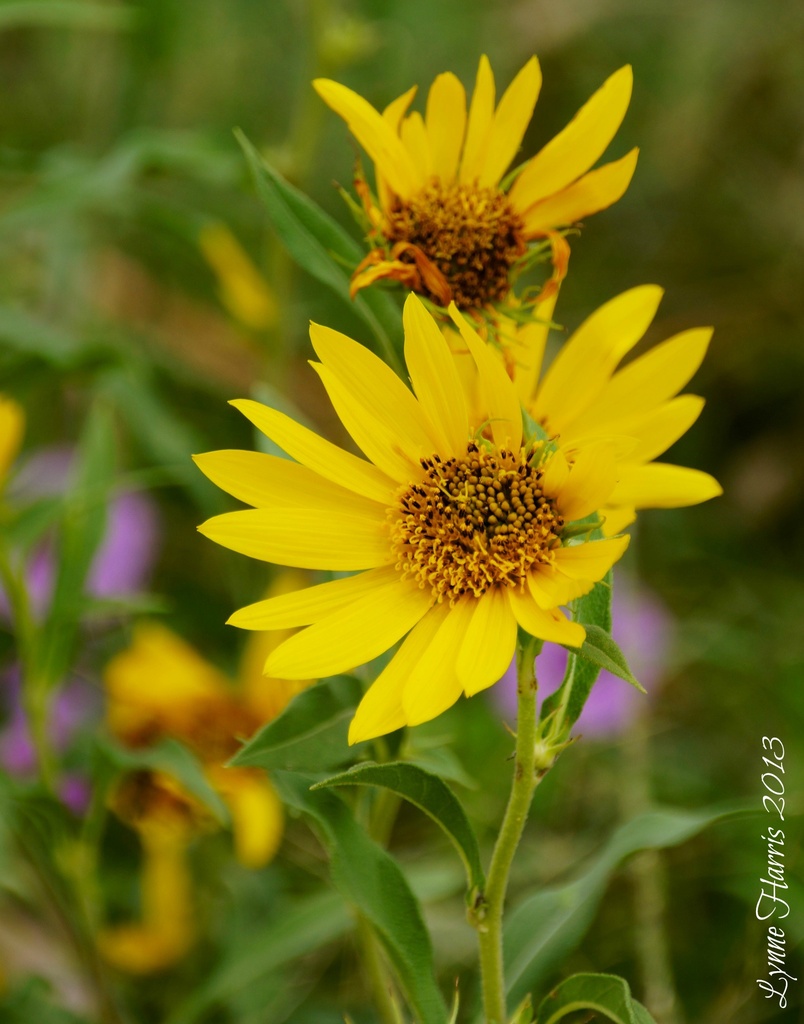 Wildflowers by lynne5477