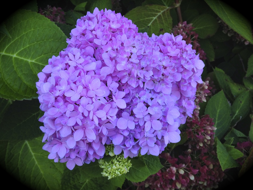 Hydrangea Blossom by rosiekerr