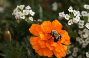 1st Oct 2013 - October Bumblebee