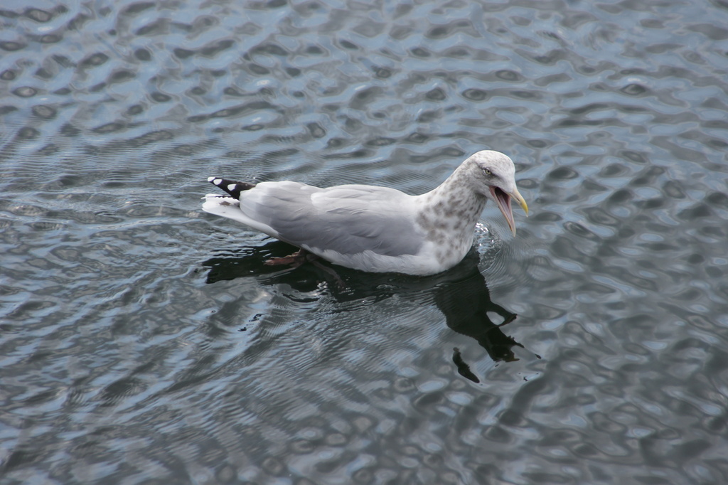 Gull on the Water by rob257