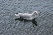 6th Oct 2013 - Gull on the Water