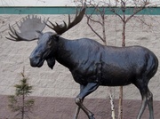 12th Oct 2013 - Moose Sculpture