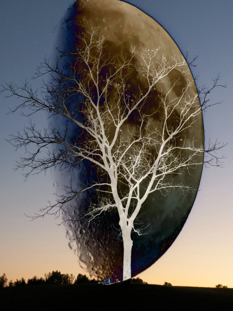 Moonset on My World by juliedduncan