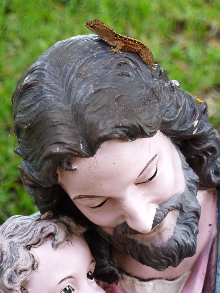 Jesus lizard by margonaut