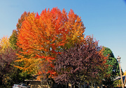 13th Oct 2013 - Fall in Tualatin