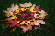 13th Oct 2013 - Channeling Andy Goldsworthy