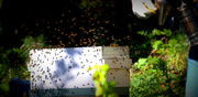 6th Oct 2013 - Robber Bees