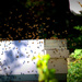 Robber Bees by jankoos