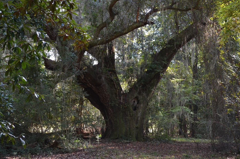 Ancient live oak by congaree
