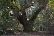 12th Oct 2013 - Ancient live oak