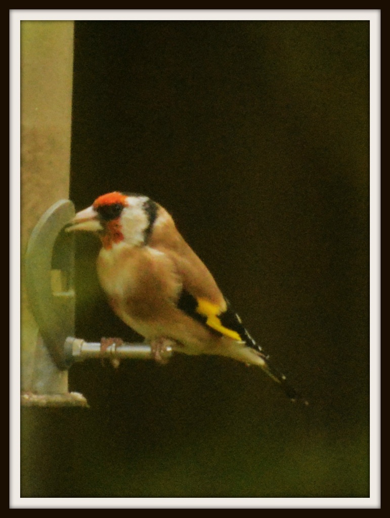 The goldfinches are back by rosiekind
