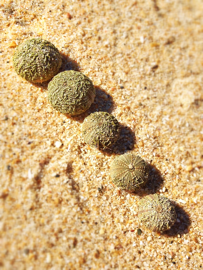 The sea urchins family by cocobella